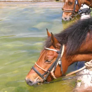 Sikani Horse Trek - Sicilia - Monte ndisi