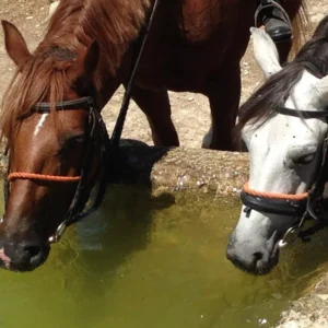 Sikani Horse Trek - Sicilia - Monte Scuro