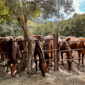 Sikani Horse Trek - Sicilia - equitazione e cultura