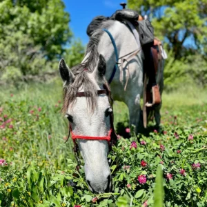 Sikani Horse Trek - Sicilia - equitazione e yoga