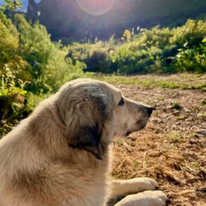 Sikani Horse Trek - Sicilia - equitazione e yoga